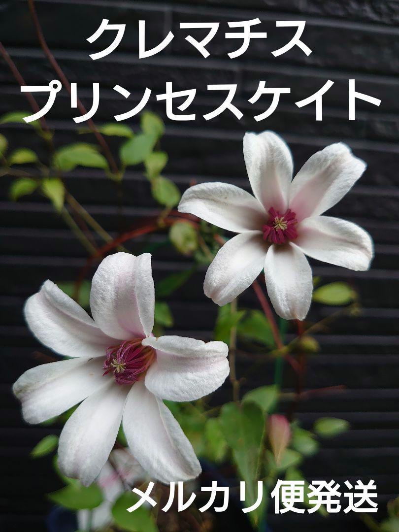 クレマチス　プリンセスケイト　希少　開花株Ｃ