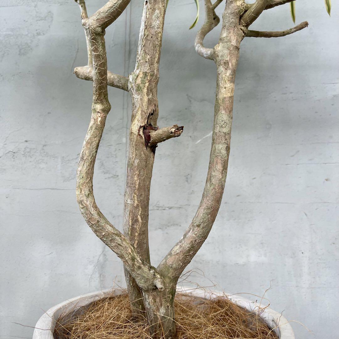 特大 ドラセナ ソングオブ インディア 陶器鉢 植え込み発送