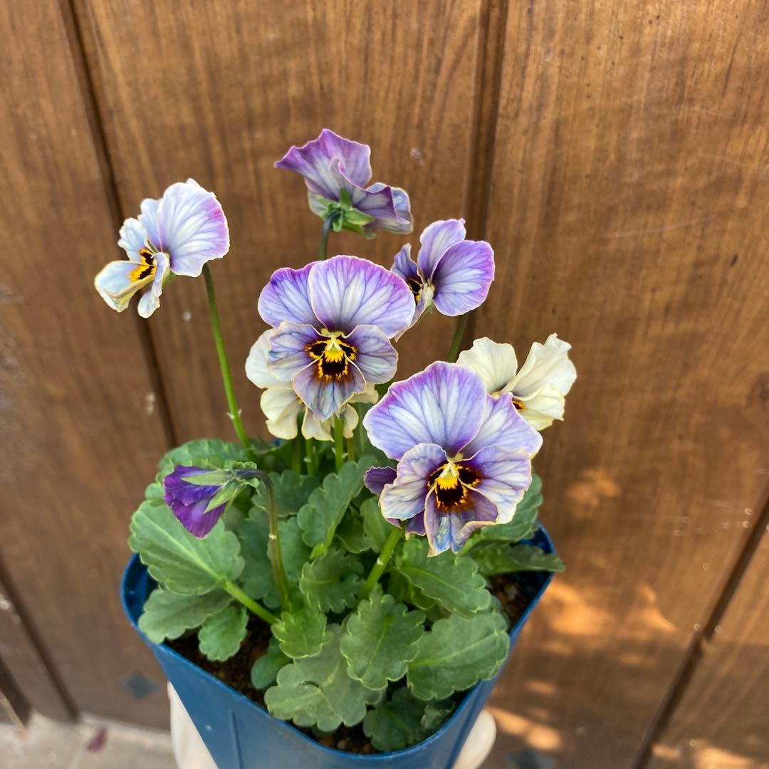 ビオラ ヌーヴェルヴァーグ ラピスラズリ ① 11/8 sh様専用です ビオラ ヌーヴェルヴァーグ ラピスラズリ ① 11/8 sh様専用です