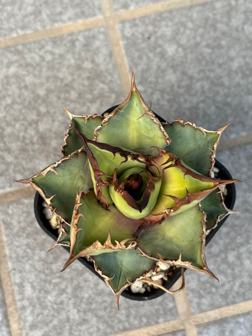 チタノタ ブルー