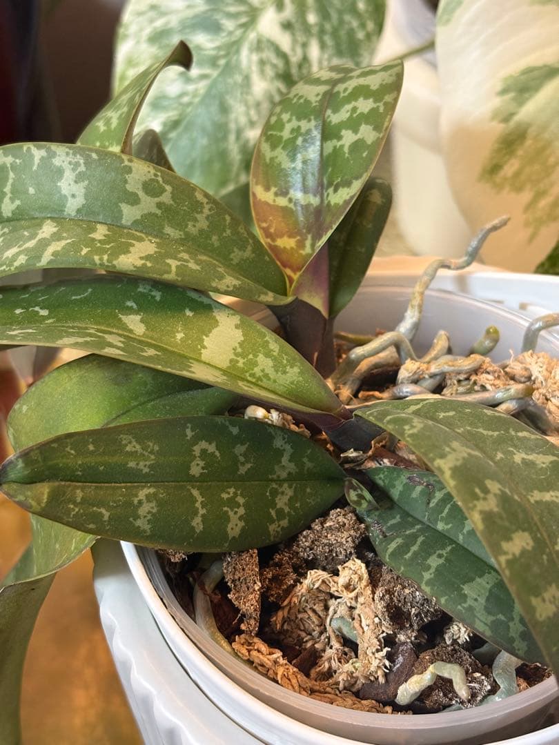 原種 フィリピネンシス