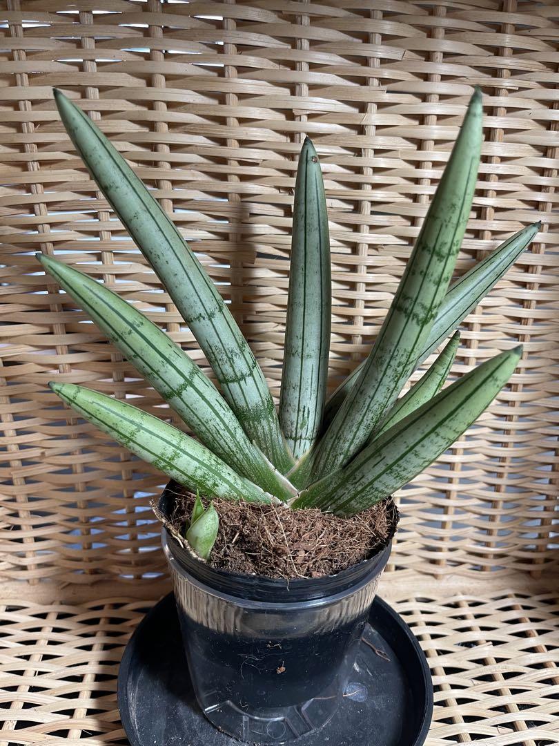 m*o様 サンスベリア　ピングイキュラ　斑入り　超特大　サンセベリア　多肉植物 m*o様 サンスベリア ピングイキュラ 斑入り 超特大 サンセベリア