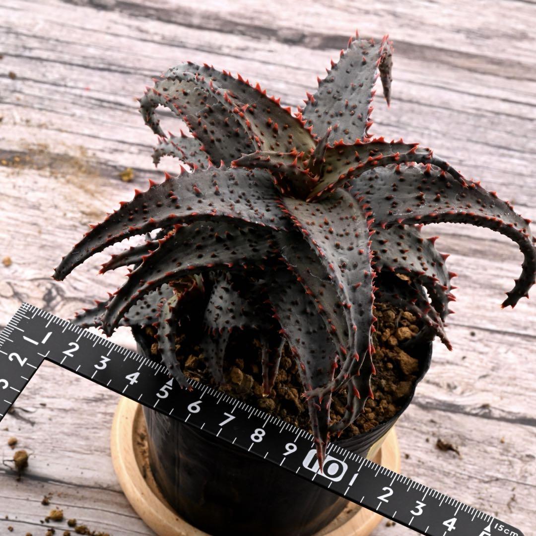 アロエ カスティロニアエ ハイブリッド 多肉植物 子株付き 1187