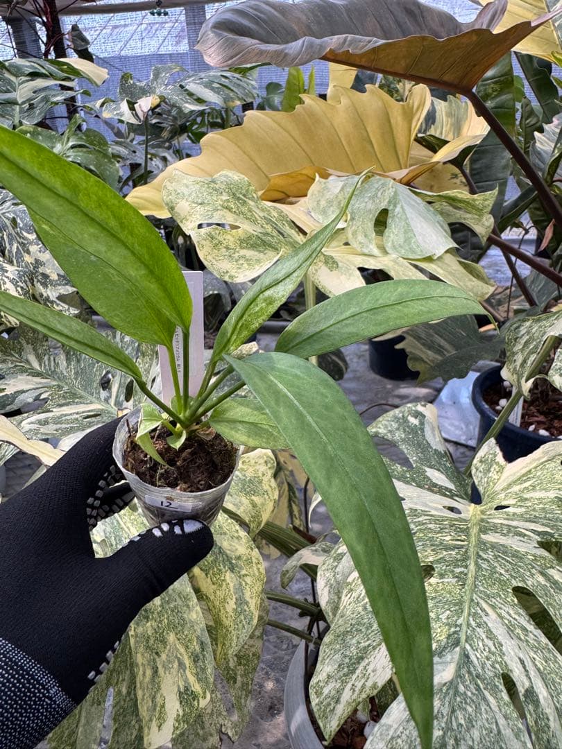 Asamiii様 リクエスト 2点 まとめ商品まとめ売り