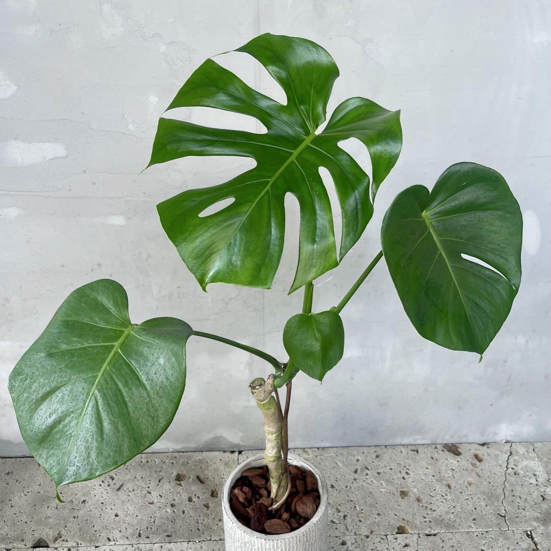 大型 根上がりモンステラ 円柱型 陶器鉢 植え込み発送 - メルカリ 大型 根上がりモンステラ 円柱型 陶器鉢 植え込み発送 - メルカリ