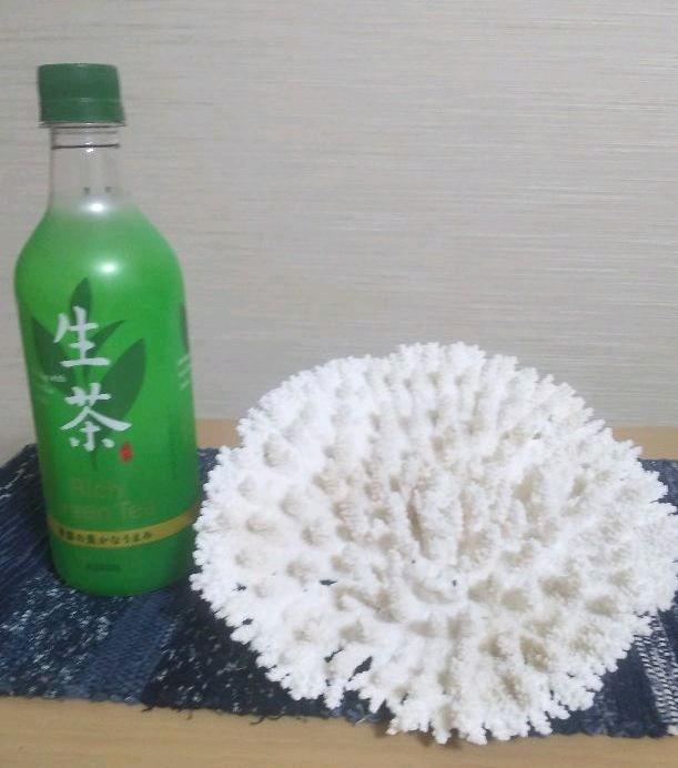 初期化済 テーブルサンゴ 飾り サンゴ 初期化済 テーブルサンゴ 飾り サンゴ