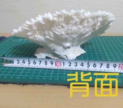 初期化済 テーブルサンゴ 飾り サンゴ 初期化済 テーブルサンゴ 飾り サンゴ