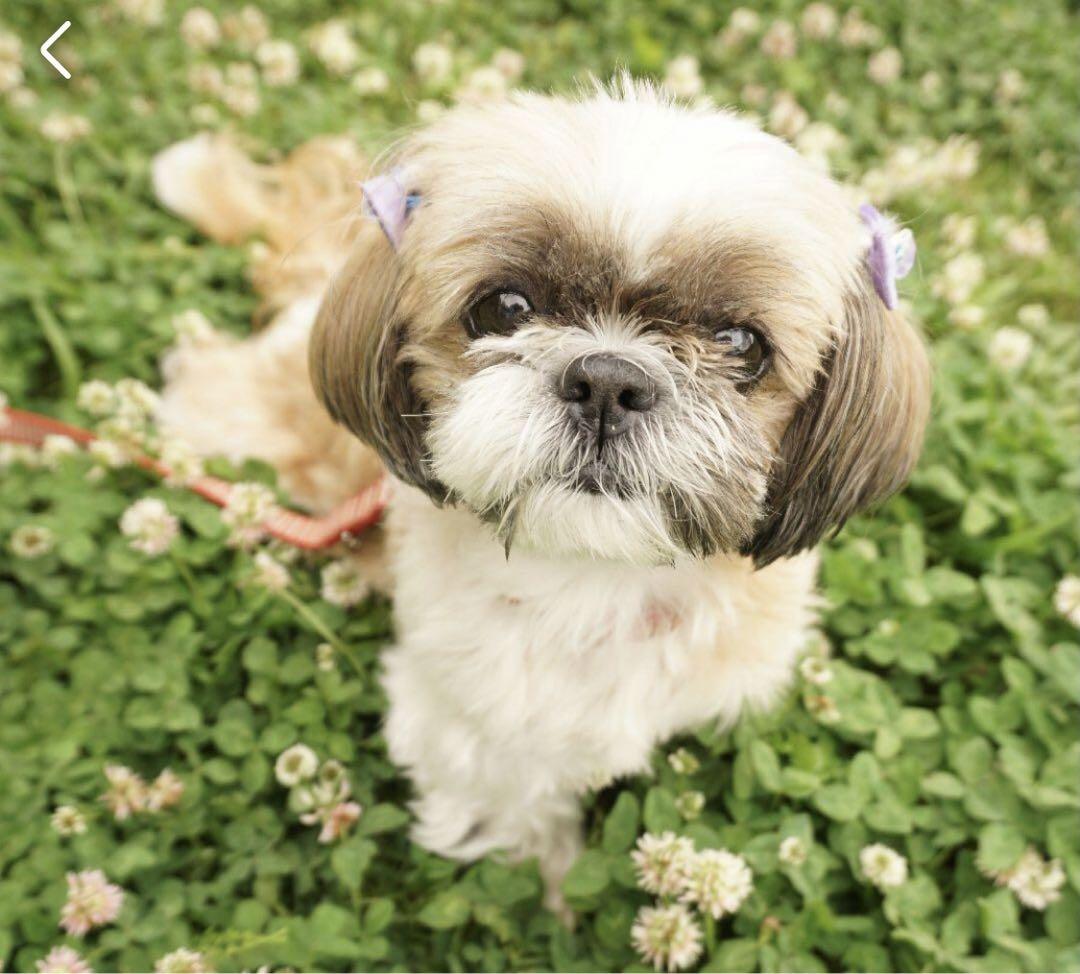 handmade 羊毛フェルト ☆シーズー犬オーダー