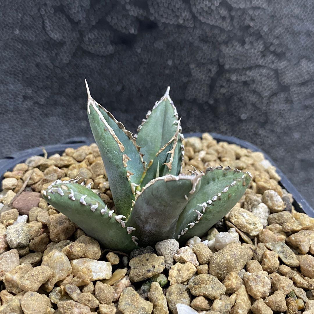 多肉植物 アガベ　チタノタ　狼人 小株 発根済
