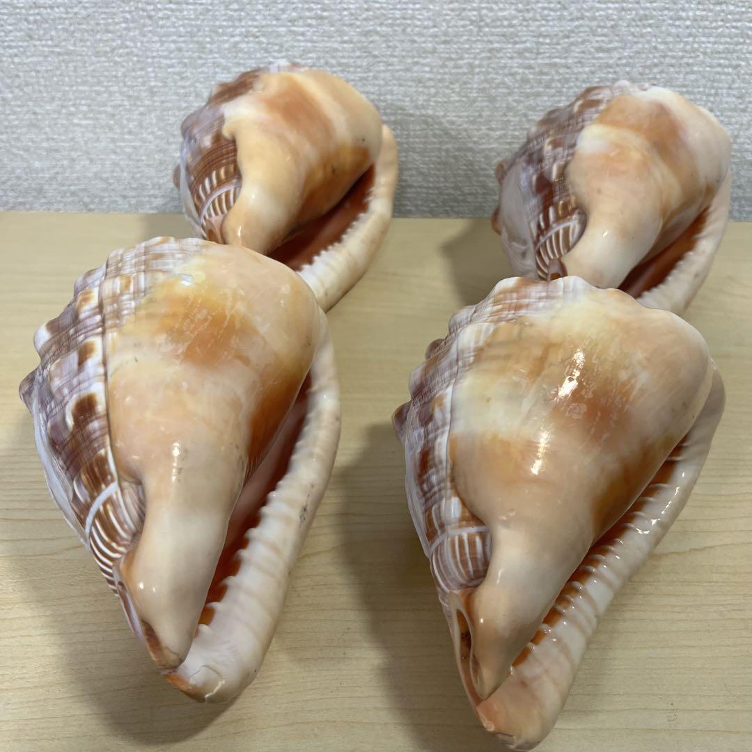 シェル　カメオ　貝殻彫刻　アンティーク　置物　4つ