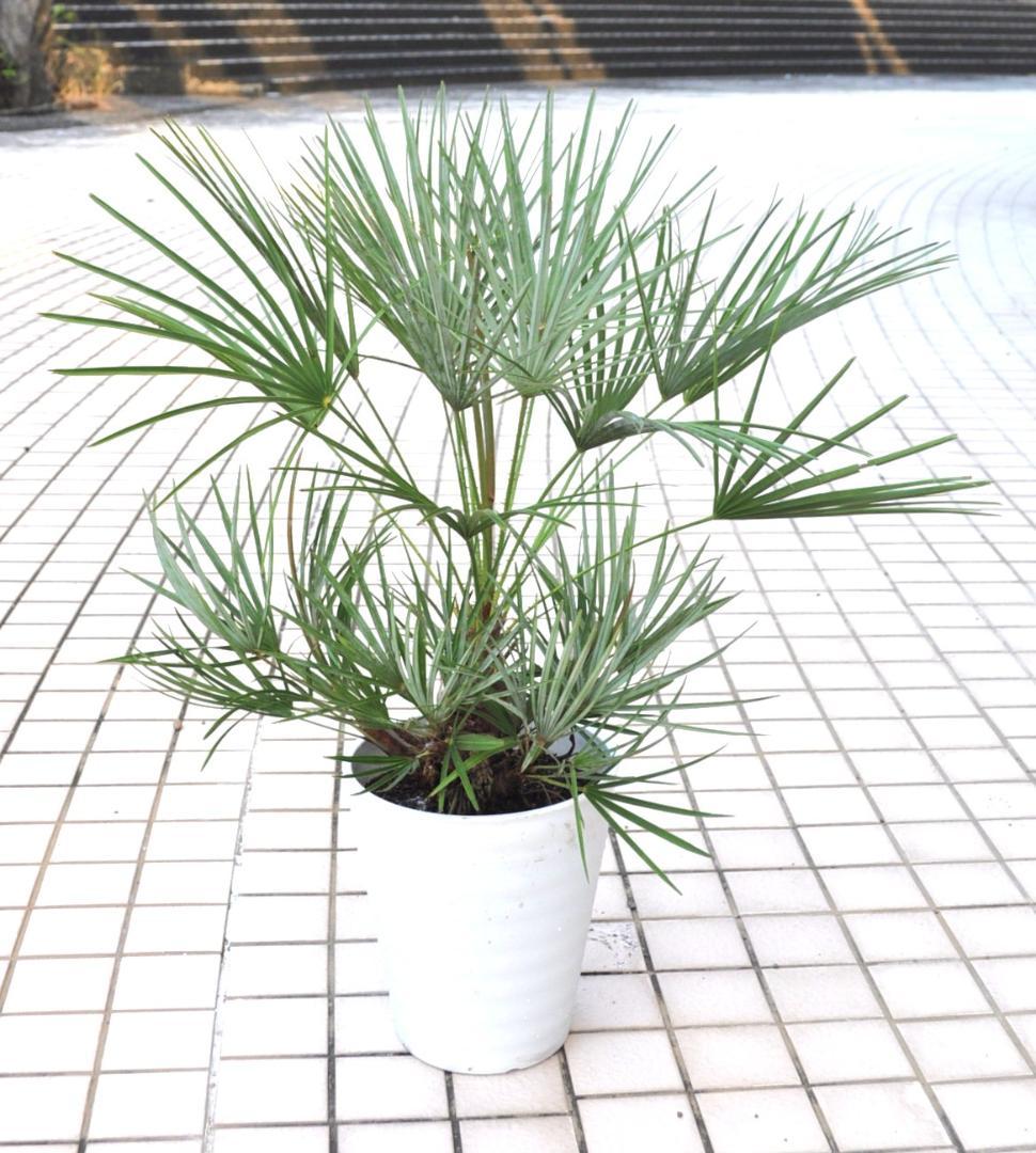 チャメロプス セリフェラ 8号 82cm チャメロプス セリフェラ 8号 82cm