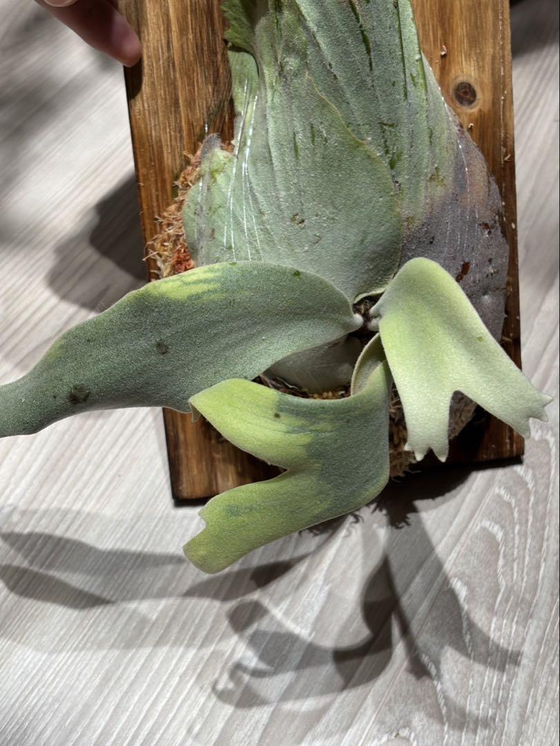 P.Willinckii ウィリンキー　輸入株