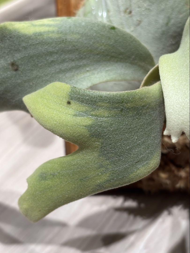 P.Willinckii ウィリンキー　輸入株