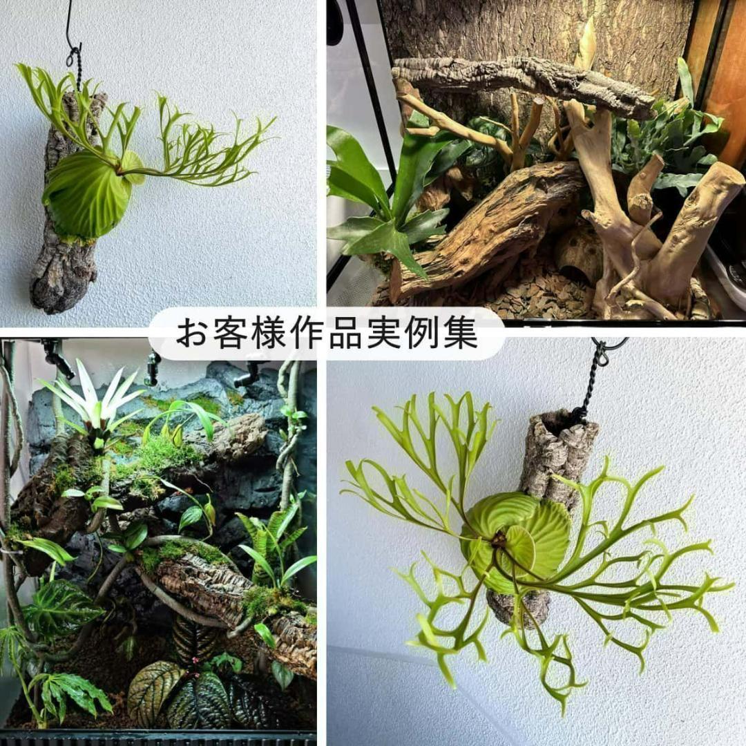 250802 ポルトガル産 キャノンコルク コルク樹皮 コルク板