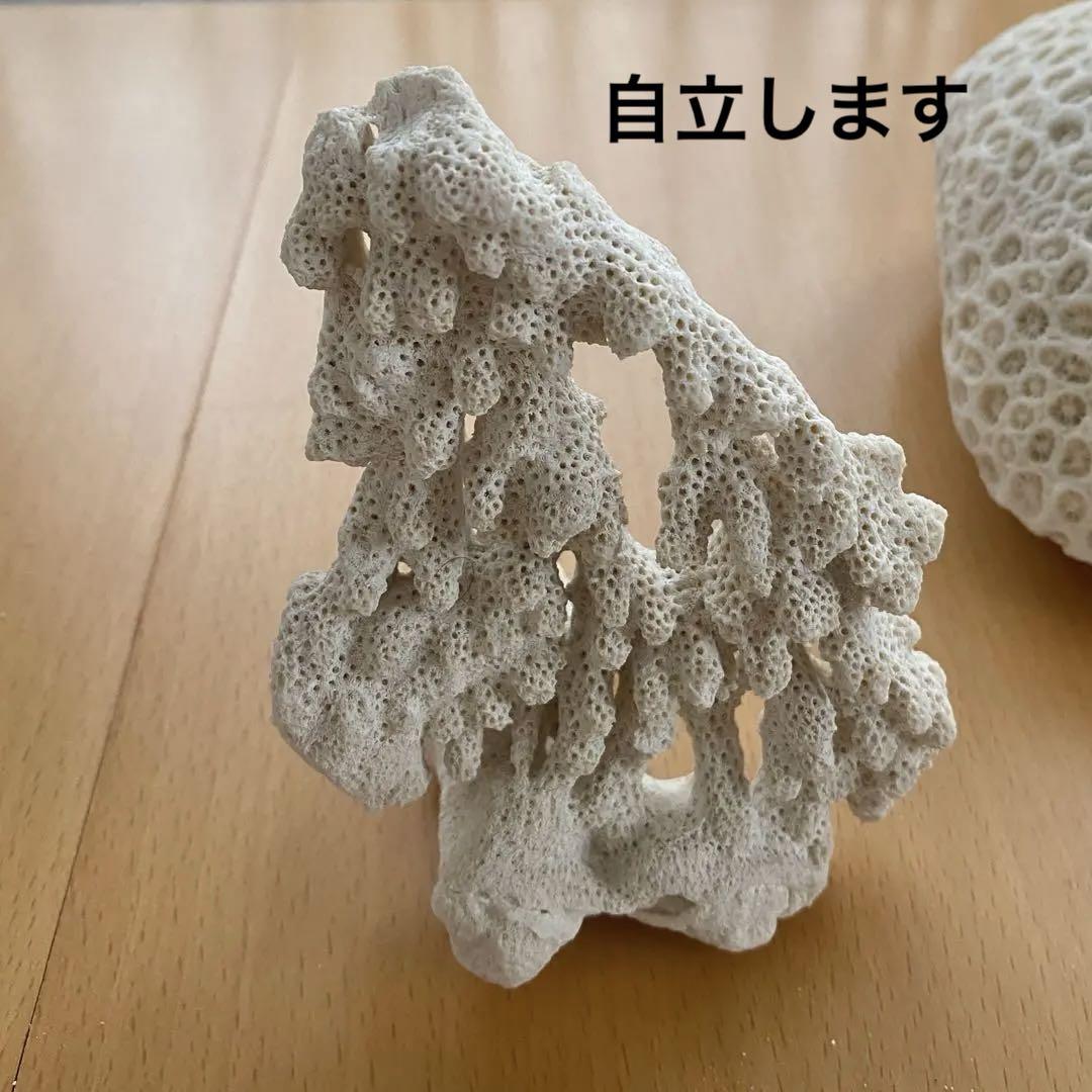 サンゴ，珊瑚，天然， 情熱 不妊予防 邪気払い ポジティブ思考 珊瑚 さんご コーラル 3