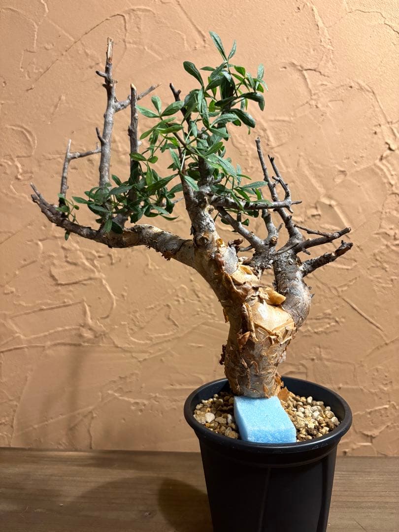 ソマリア産 現地球