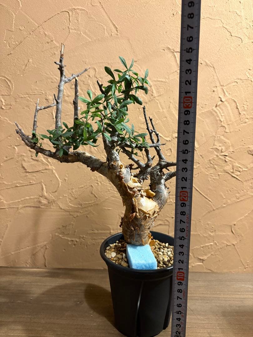 発根済 コミフォラ フォリアセア ソマリア産 現地球 鉢のまま発送やや傷や汚れあり YUZUMIYA_COM