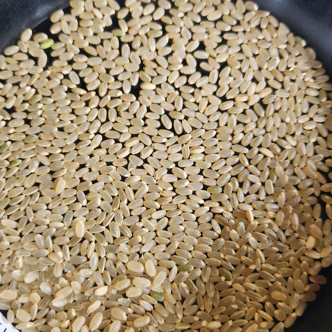 滋賀県産令和6年産キヌヒカリ(白米)5kg 近江米