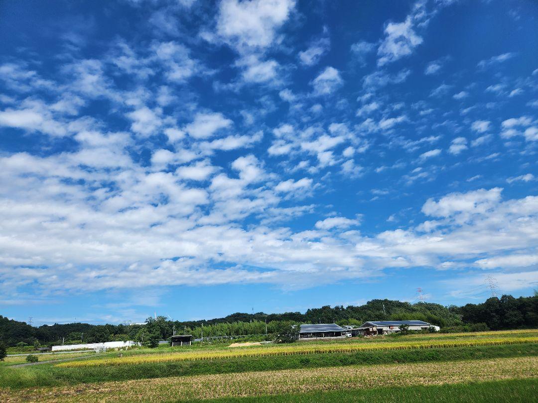 滋賀県産令和6年産キヌヒカリ(白米)5kg 近江米