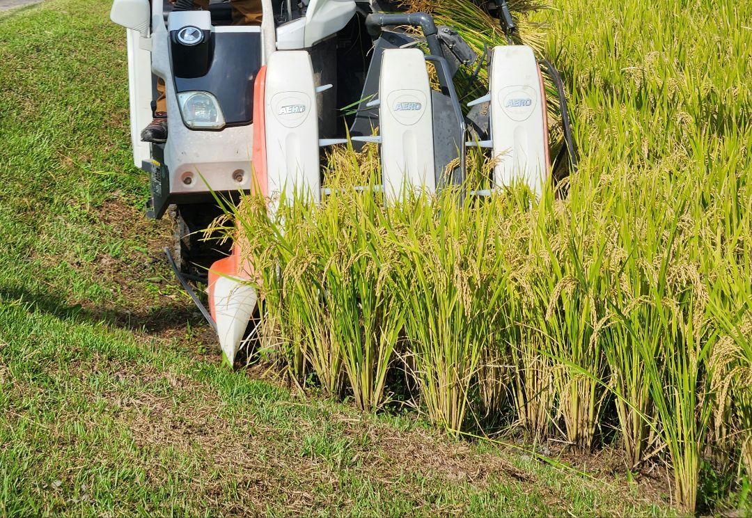 滋賀県産令和6年産キヌヒカリ(白米)5kg 近江米