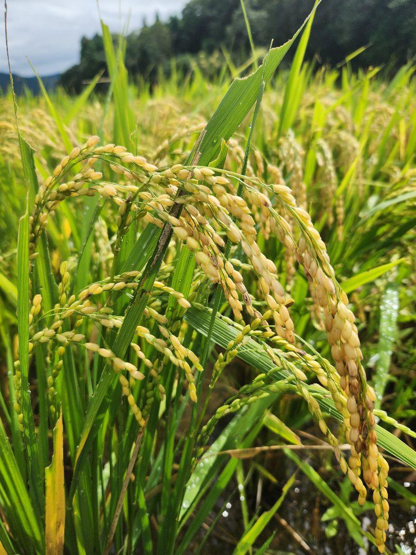 滋賀県産令和6年産キヌヒカリ(白米)5kg 近江米