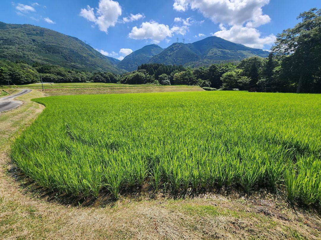 滋賀県産令和6年産キヌヒカリ(白米)5kg 近江米