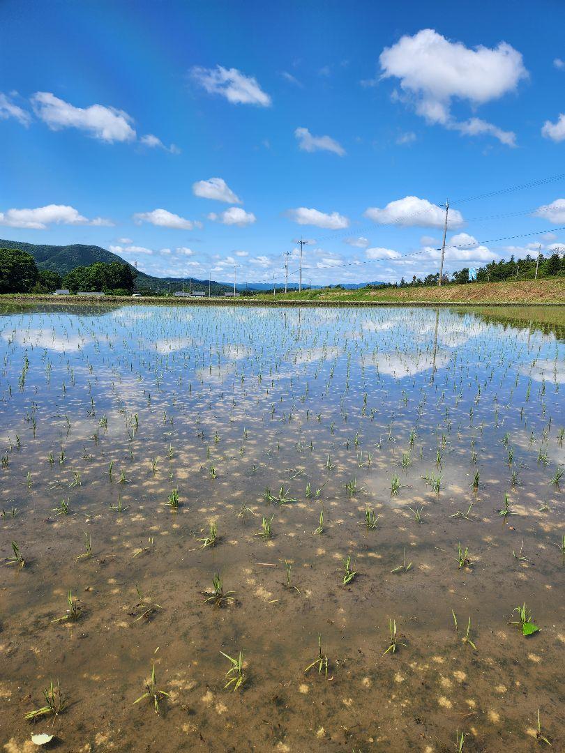 滋賀県産令和6年産キヌヒカリ(白米)5kg 近江米