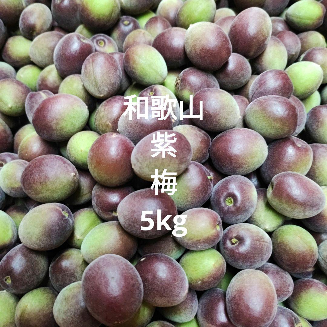 和歌山　紫　梅　パープル　5kg