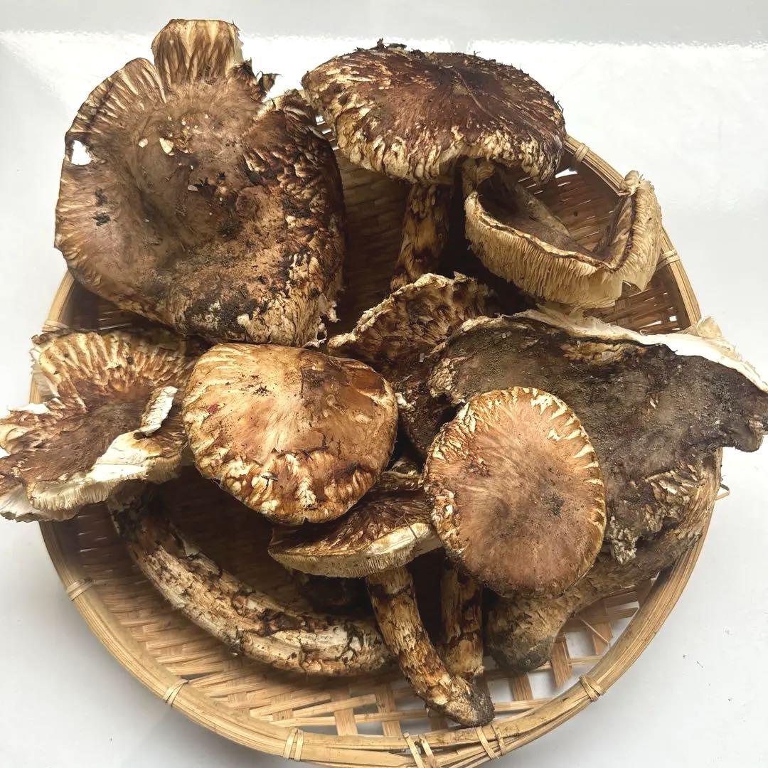 3 岩手県産松茸　1キロ　開き　傷　訳あり