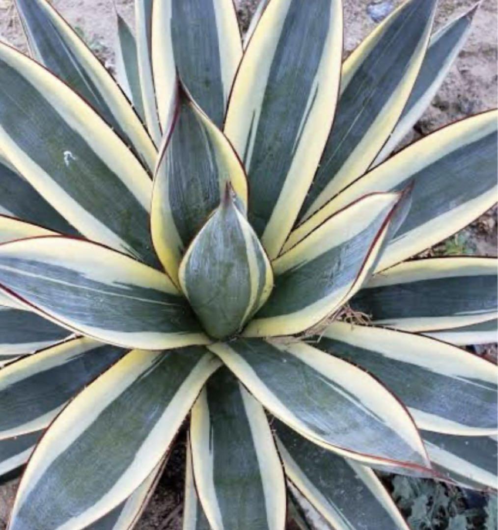 アガベ Agave 'Snow Glow' 183