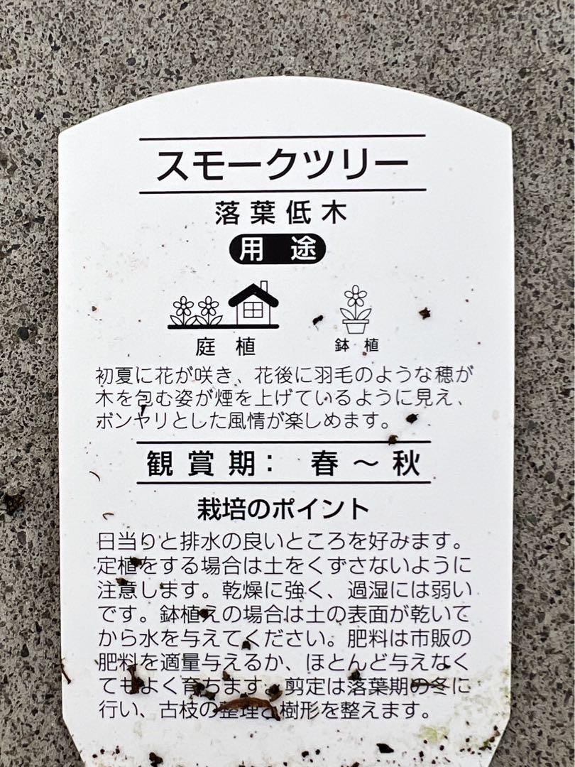 スモークツリー苗 スモークツリーグレース ケムリの木