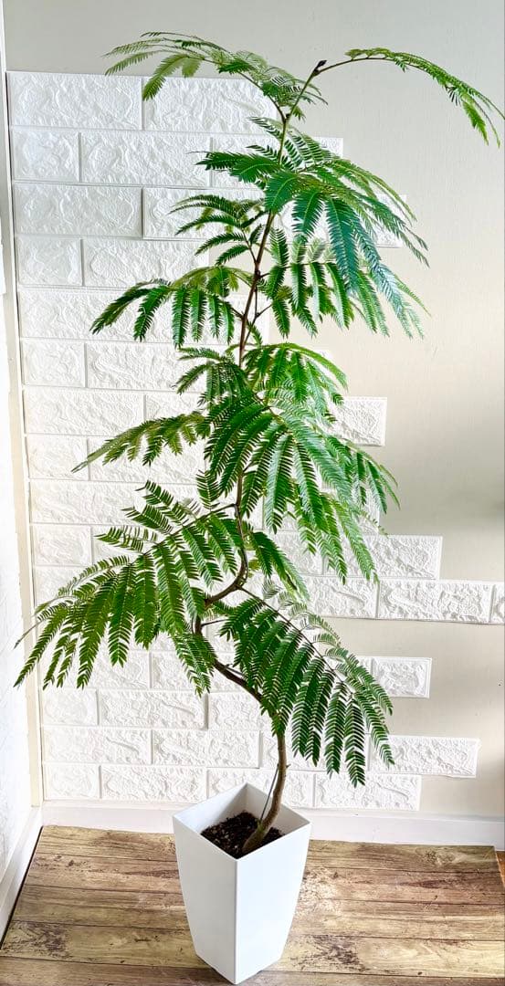 エバーフレッシュ 大型約130cm 曲がり♥に近い YUZUMIYA_COM