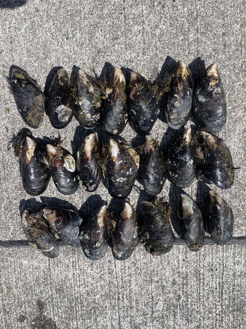 瀬戸貝 イシダイ エサ イガイ カラス貝 セトガイ 石鯛 底物 中