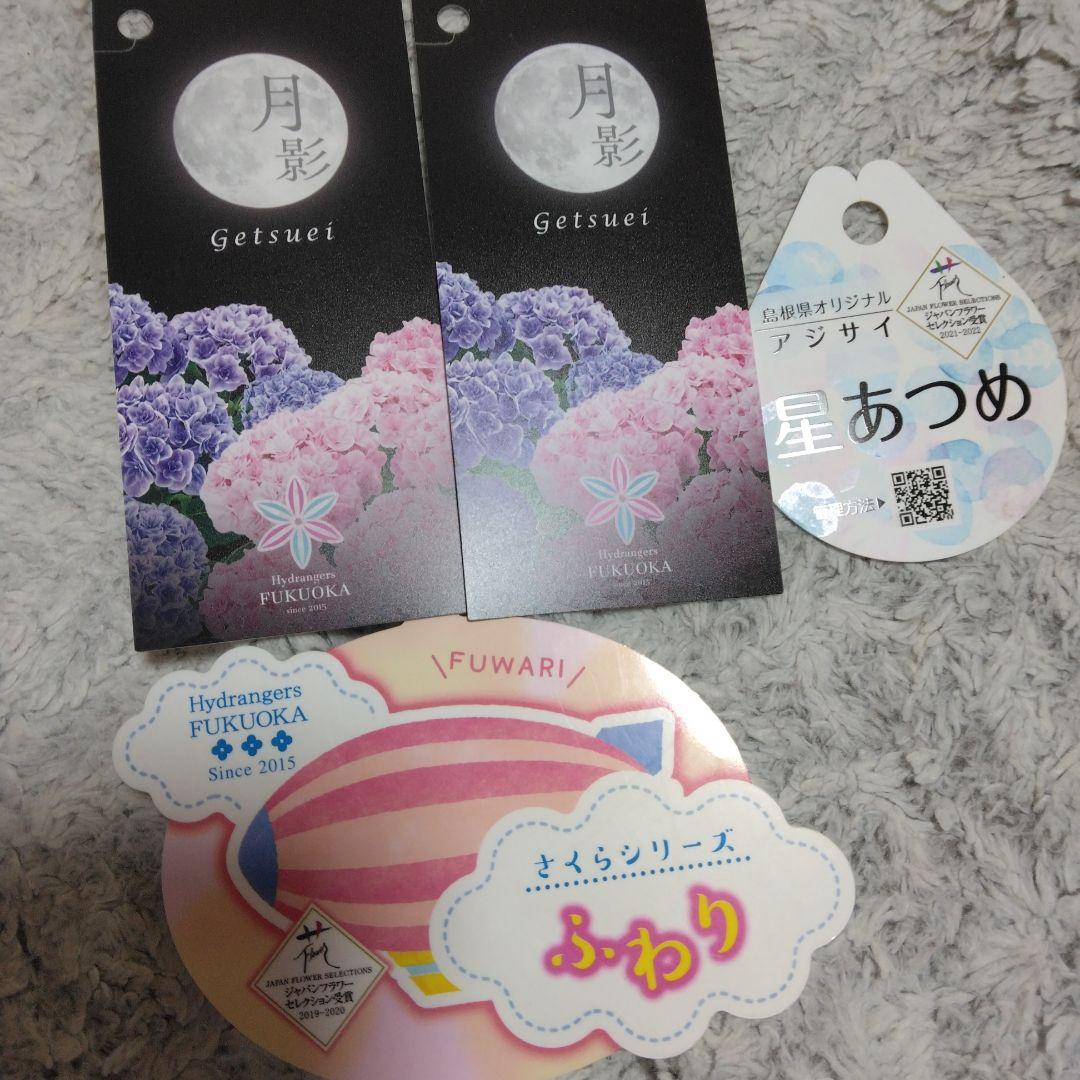 紫陽花　正規品苗　月影×2鉢　ふわり　星集め