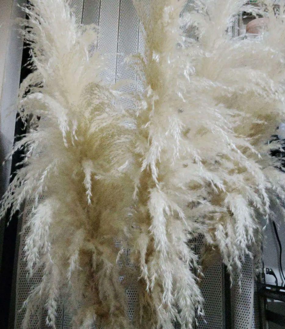 パンパスグラス5本目立った傷や汚れなし