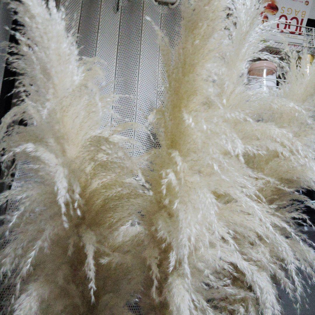 パンパスグラス5本目立った傷や汚れなし