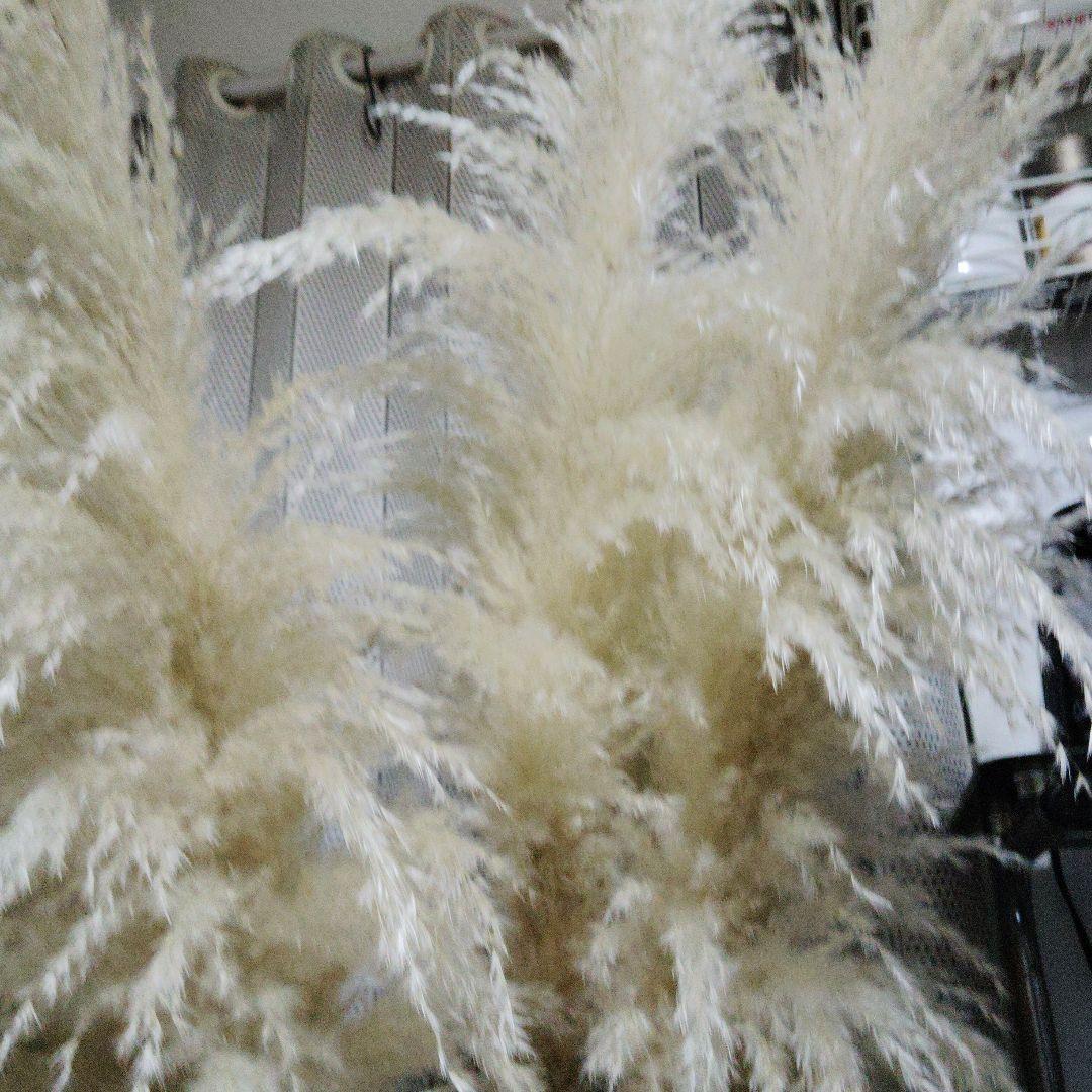 パンパスグラス5本目立った傷や汚れなし