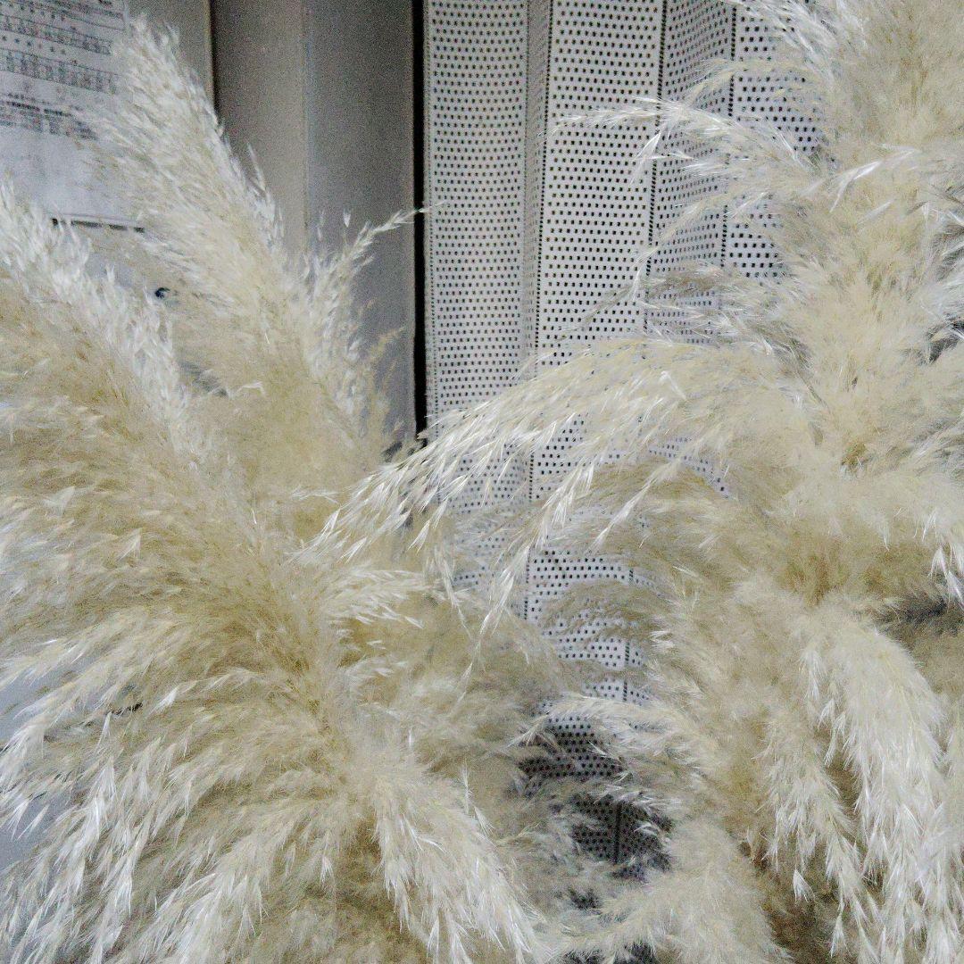 パンパスグラス5本目立った傷や汚れなし