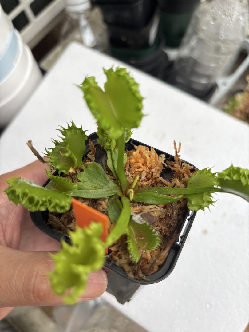 あびんこ　食虫植物　2点　送料無料　メルカリ便