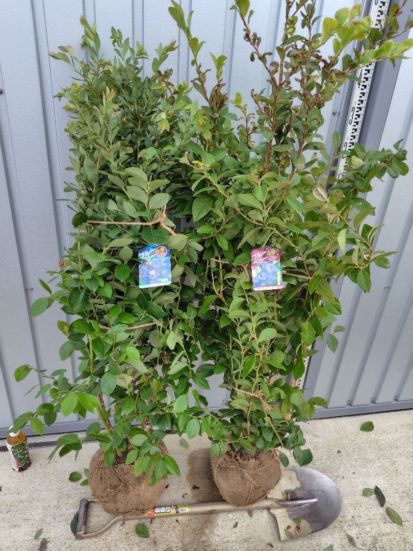 ブルーベリー苗オニール＆マグノリア大苗2本セット YUZUMIYA_COM