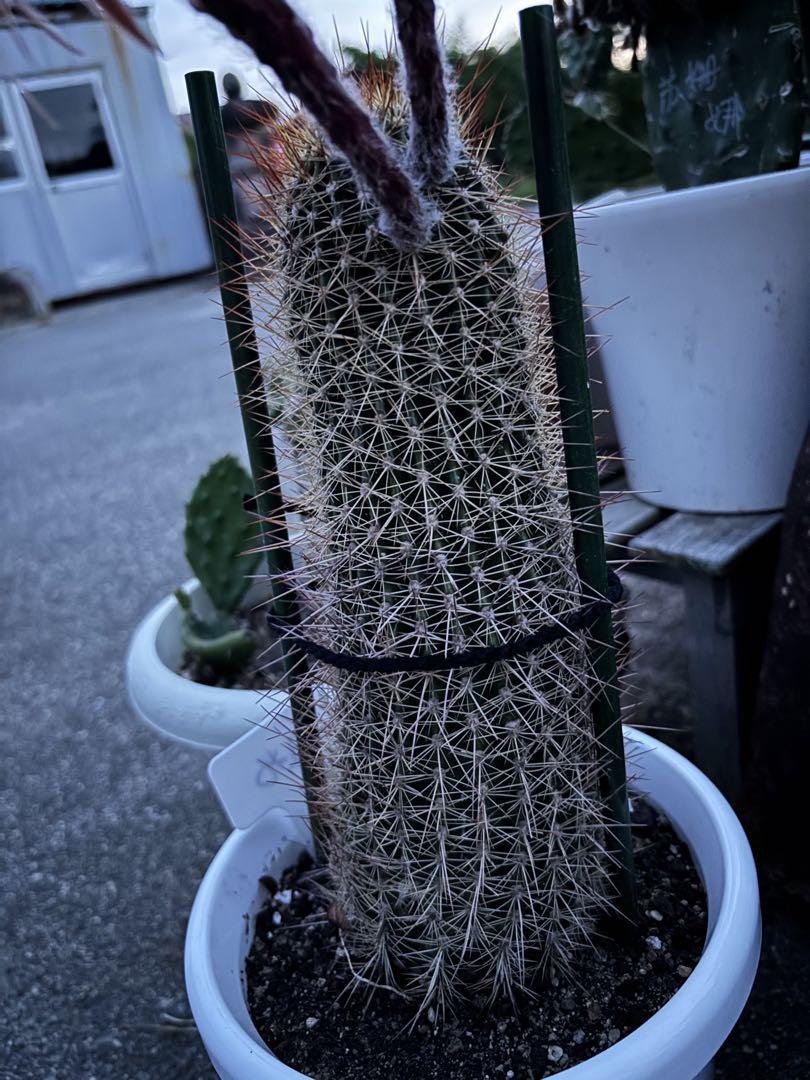 【現品.大株】多肉植物　花サボテン　金紐シリーズ　オーロラ