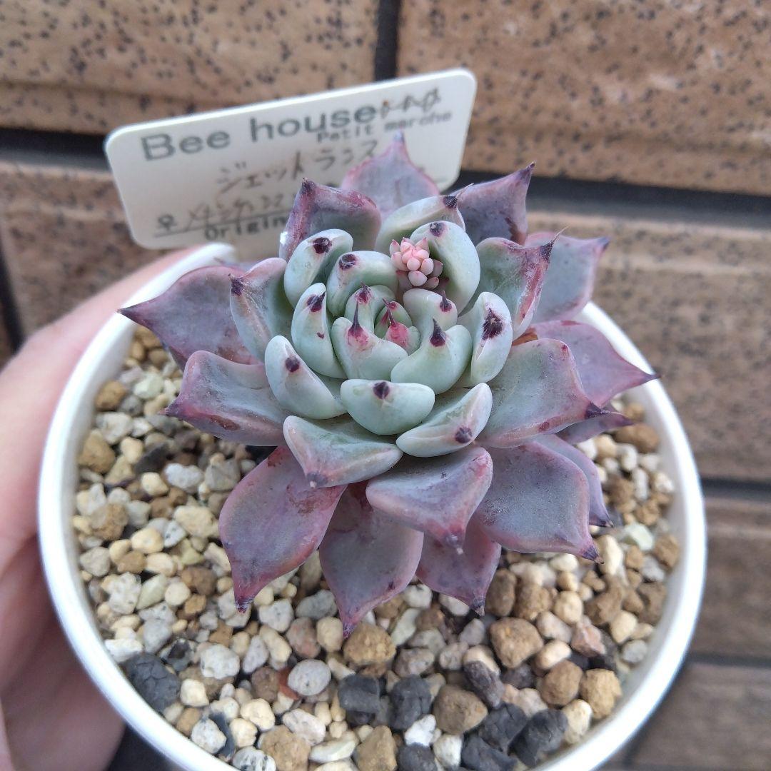 訳あり★ジェットランス　beehouse ビーハウス　エケベリア　多肉植物