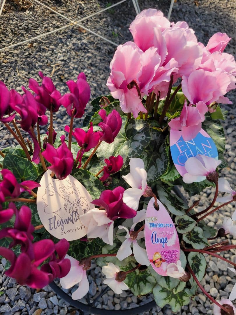 シクラメン 3個セット