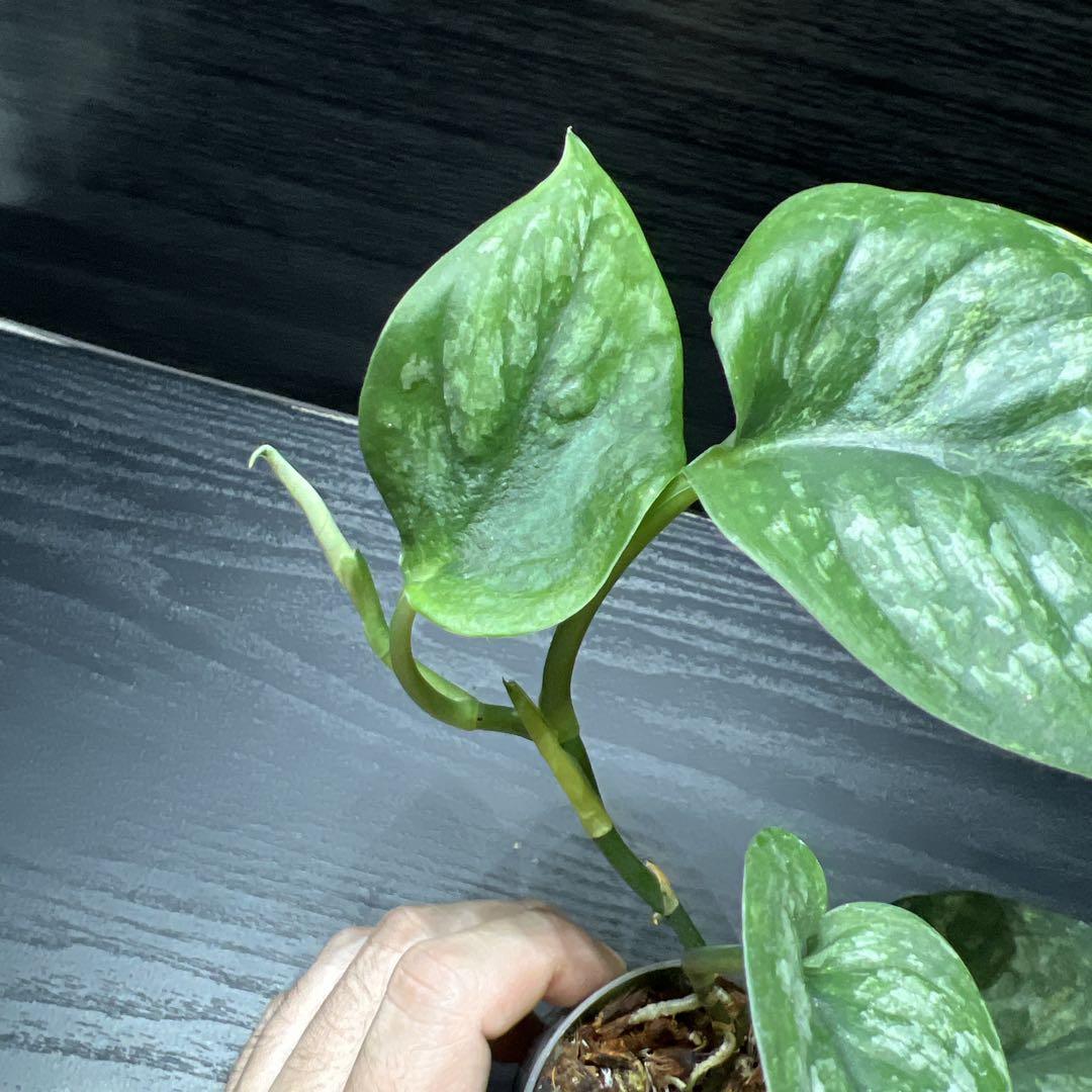 値頃 スキンダプサス ブラックドラゴン 斑入り - メルカリ その他観葉植物