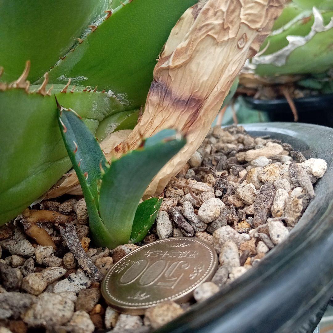 アガベ チタノタ FO−222 カキコ ③ 抜き苗送料込み 超格安一点 32