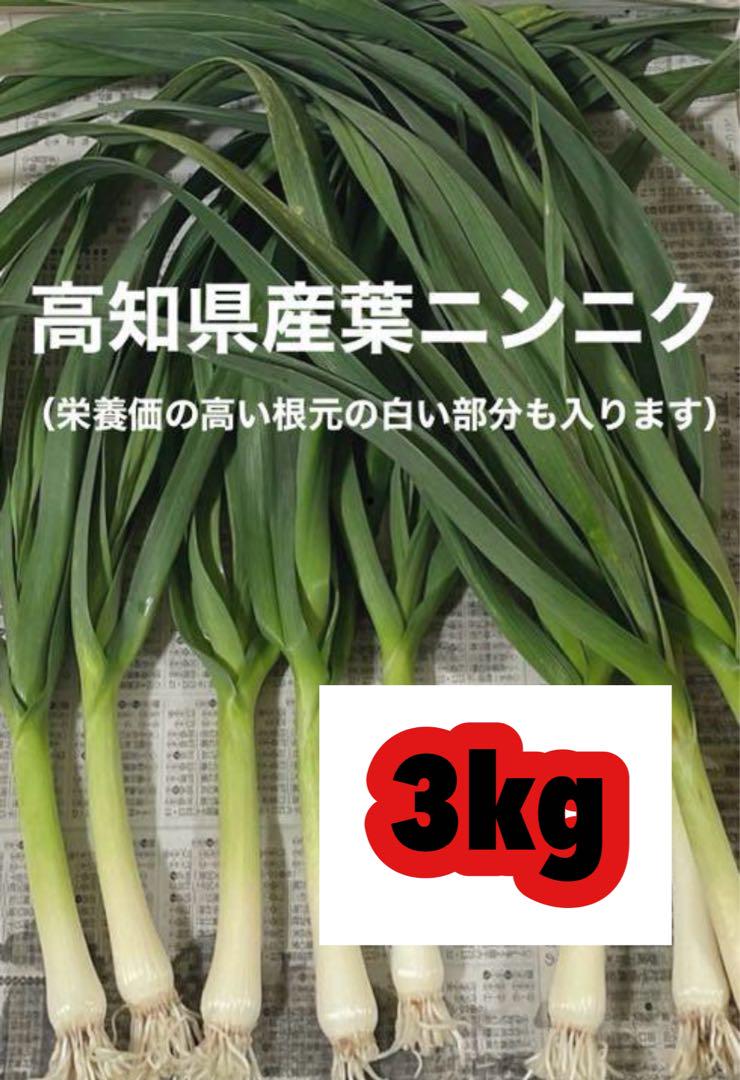 高知県産葉にんにく　葉ニンニク　野菜　産地直送3kgmawt