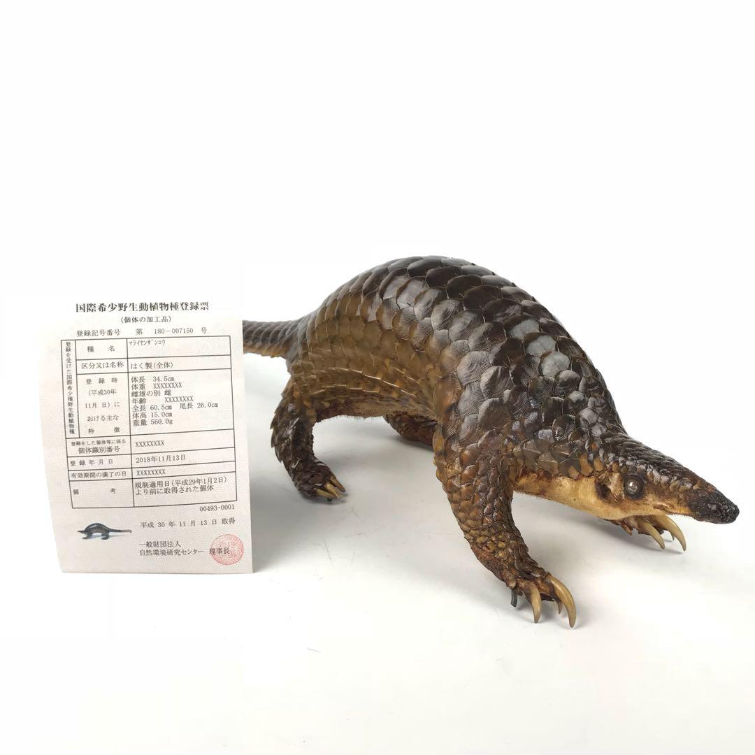 マライセンザンコウ 剥製 国際希少野生動物種 置物□c5