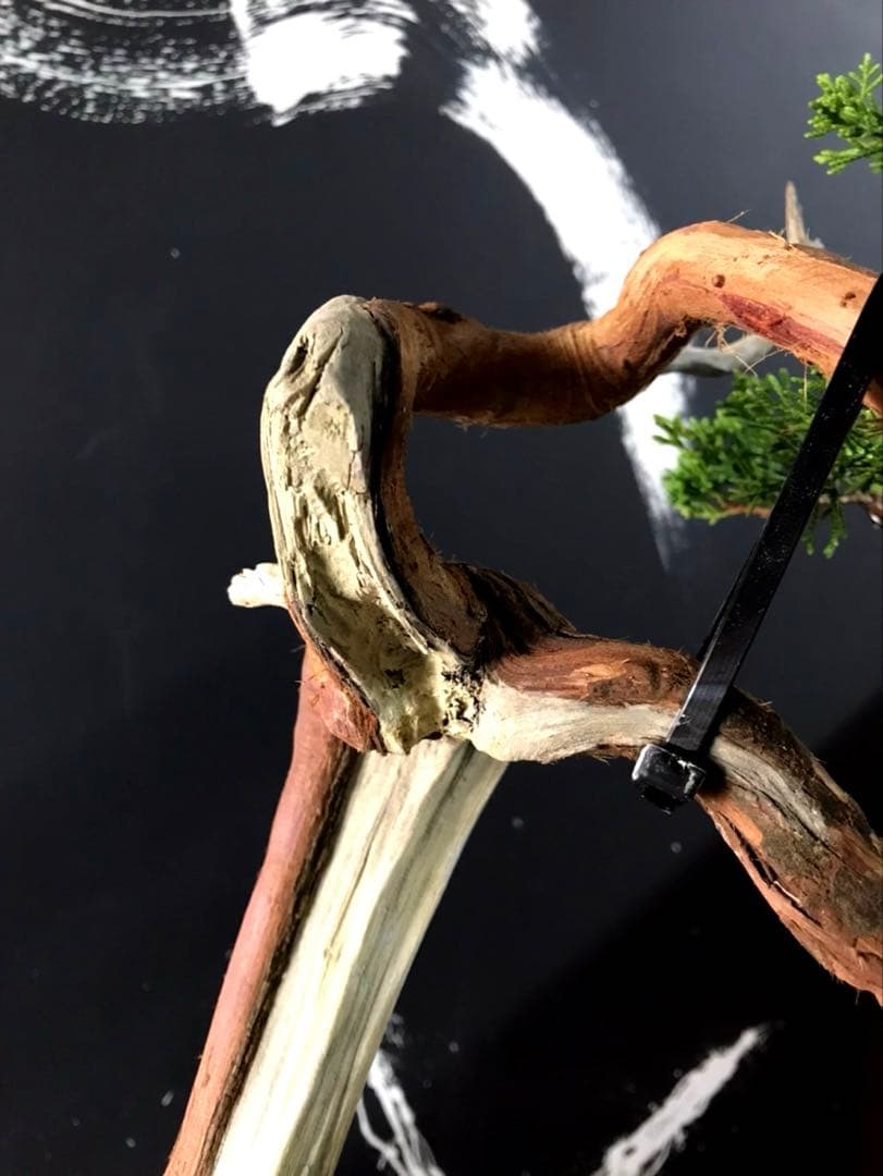 糸魚川真柏盆栽 山木やや傷や汚れあり YUZUMIYA_COM