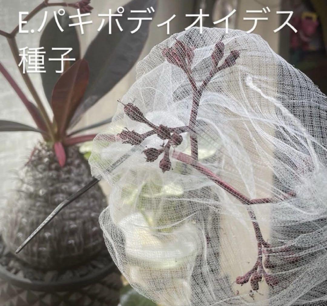 セール品　30粒　ユーフォルビア　パキポディオイデス 自家採取　25/4/19