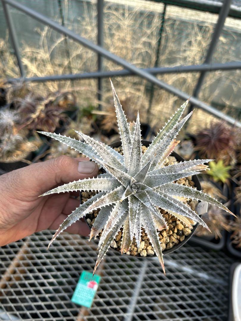 正規品保障 ブラジリアンディッキア Dyckia Koka Wolff (original